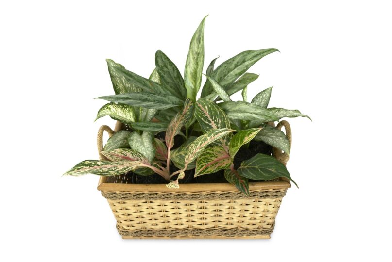 Der Kolbenfaden ist eine beliebte Zimmerpflanze: Schon wenige Gramm der Blätter können für Katzen und Hunde tödlich sein! Das Gießwasser ist ebenfalls sehr giftig