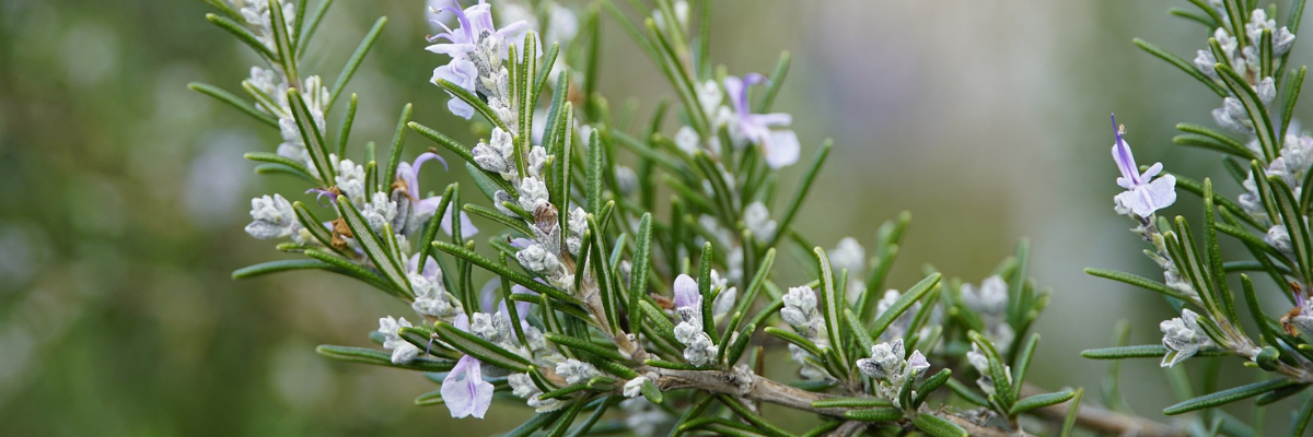 Heilkraut des Monats: Rosmarin