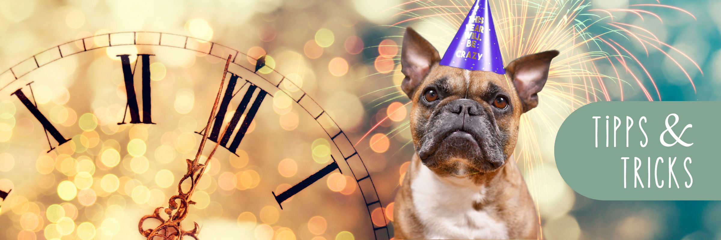 11 Silvestertipps für Pferde, Hunde und Katzen