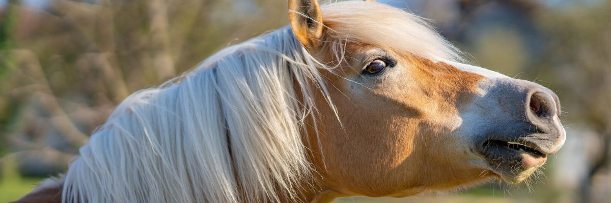 7 Anzeichen für Atemwegsprobleme bei Pferden