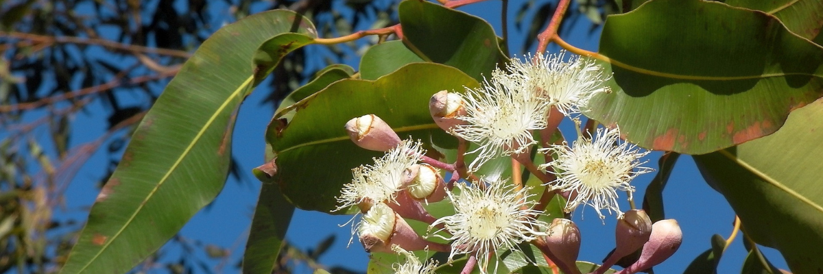 Ätherisches Öl des Monats März: Eukalyptus