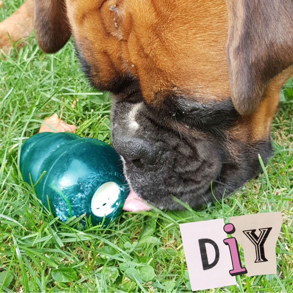 DIY-Tipp Eis für Hunde