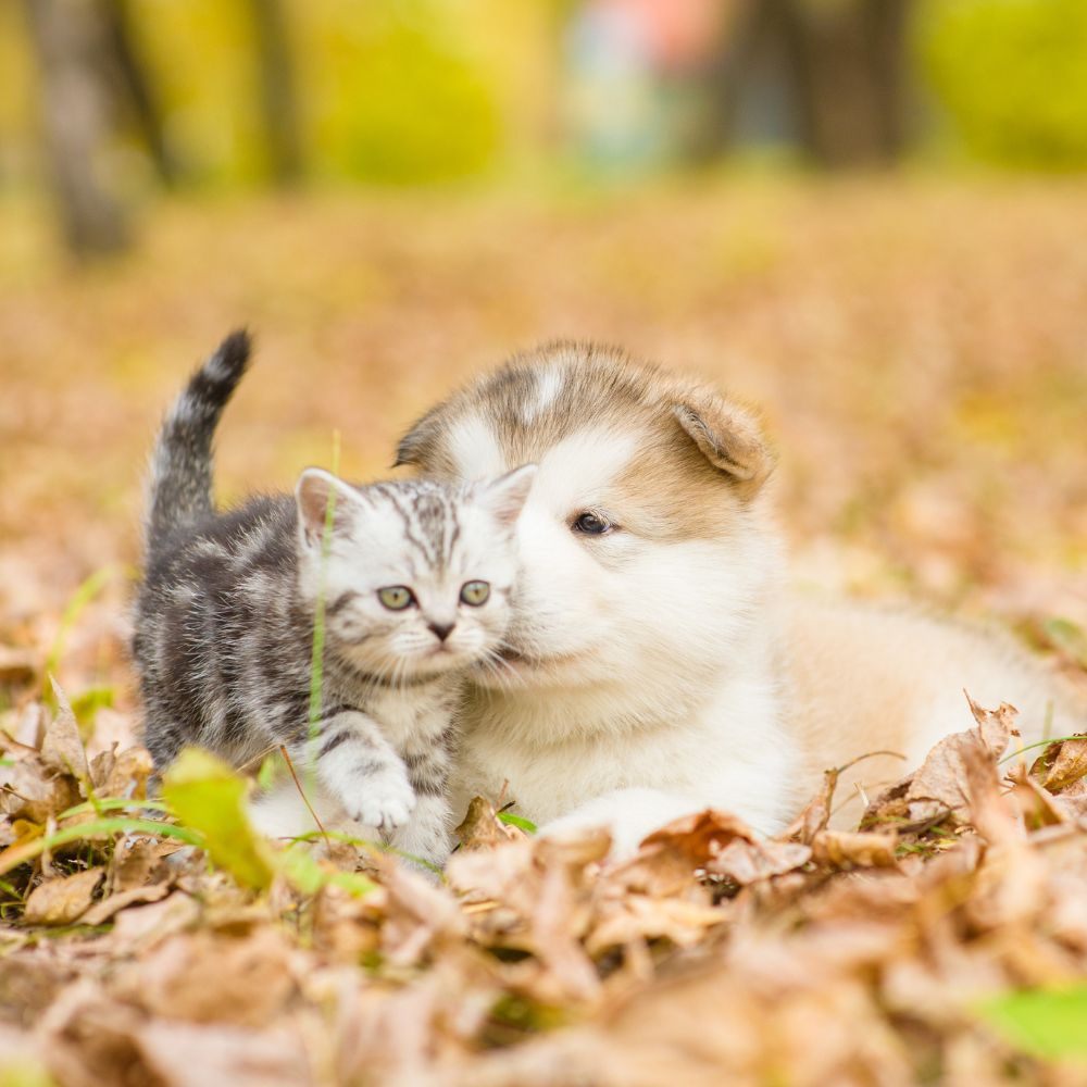 Herbstgrasmilben -  Was tun, wenn Hunde und Katzen sich ständig kratzen?