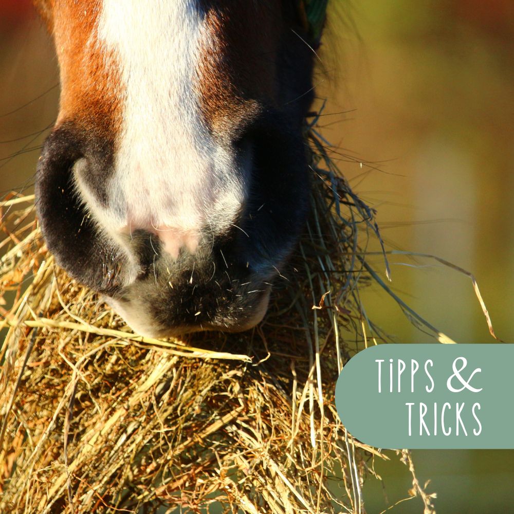 10 Tipps für eine artgerechte Pferdeernährung
