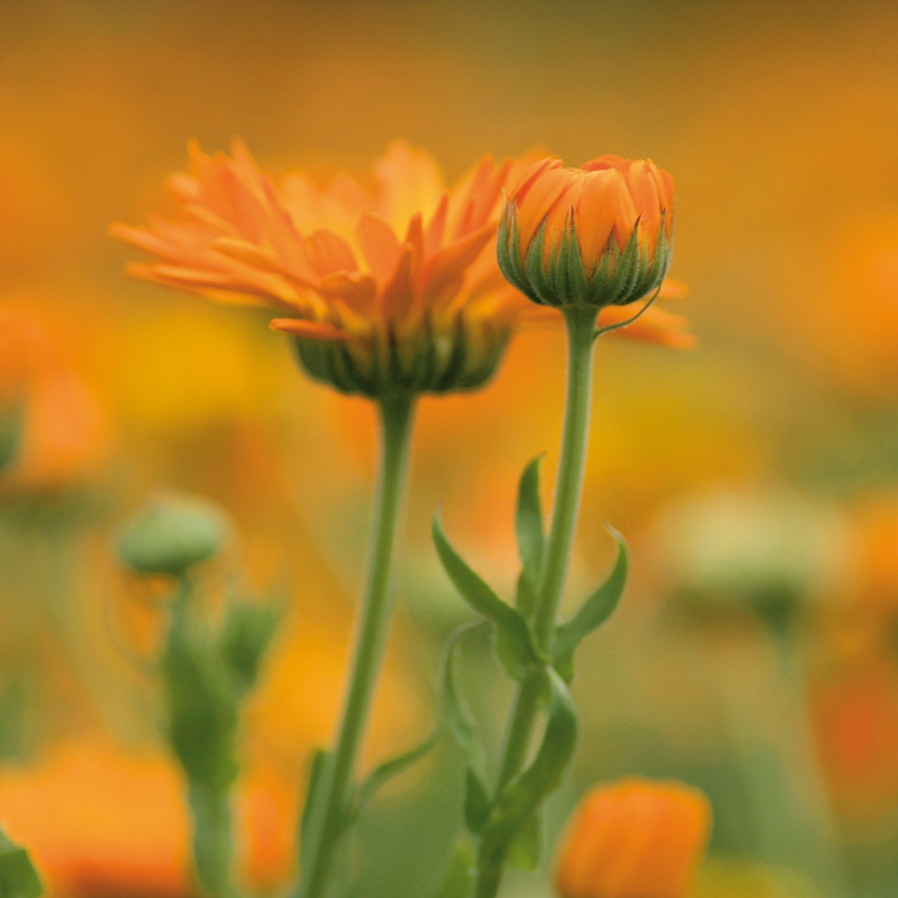 Heilkraut des Monats: Ringelblume