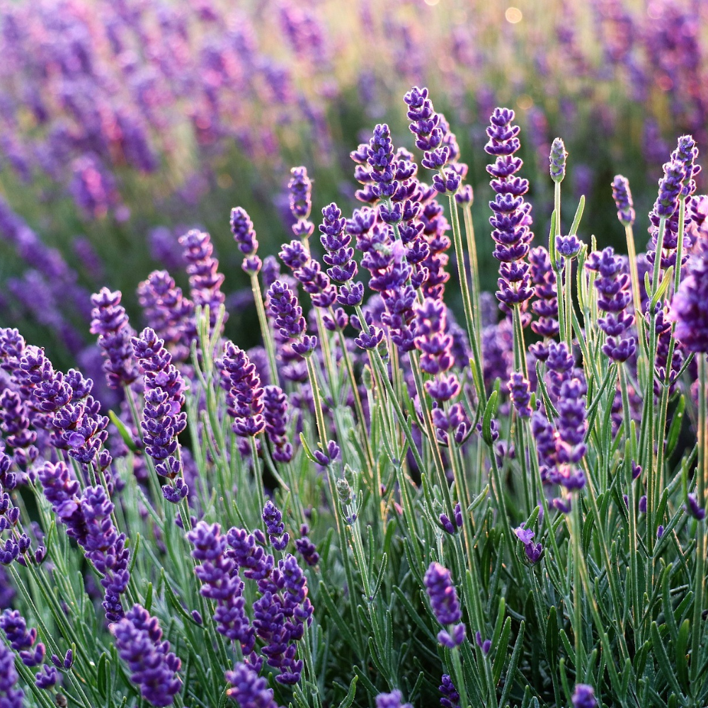 Ätherisches Öl des Monats Juni: Lavendel