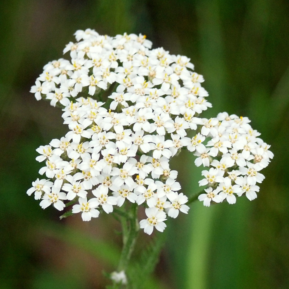 Heilkraut des Monats: Schafgarbe